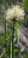 Image of <i>Eriophorum crinigerum</i>