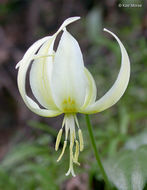 Imagem de Erythronium oregonum Applegate