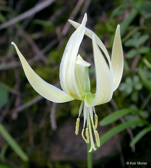 Imagem de Erythronium oregonum Applegate