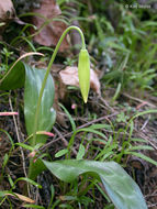 Imagem de Erythronium oregonum Applegate