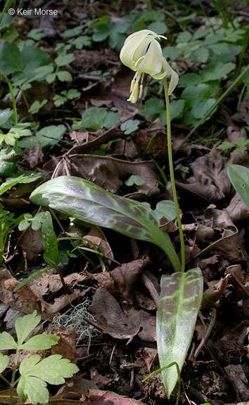 Imagem de Erythronium oregonum Applegate