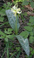 Imagem de Erythronium oregonum Applegate