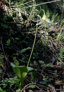 Imagem de Erythronium oregonum Applegate