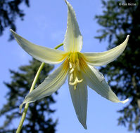 Imagem de Erythronium oregonum Applegate