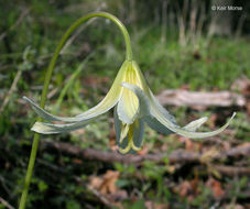 Imagem de Erythronium oregonum Applegate