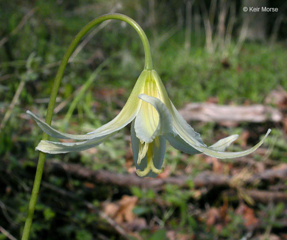 Imagem de Erythronium oregonum Applegate