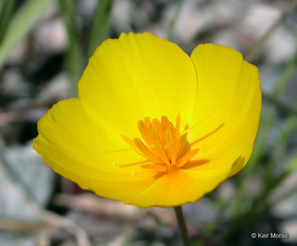 Image of tufted poppy