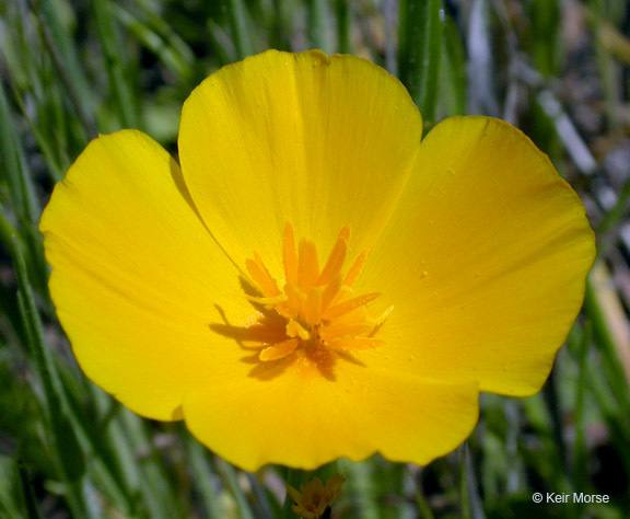 Image of tufted poppy