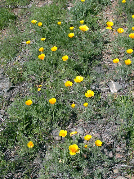 Image of California poppy