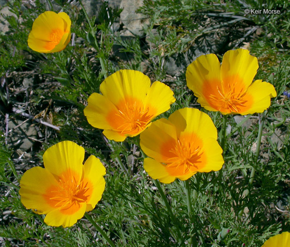 Image of California poppy