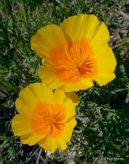 Image of California poppy