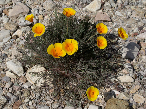 Image of California poppy