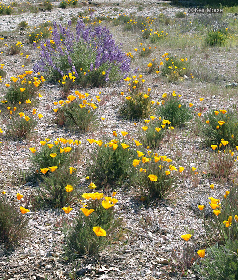 Image of California poppy