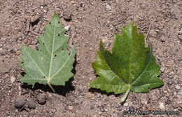 Image of <i>Malacothamnus <i>fasciculatus</i></i> var. fasciculatus