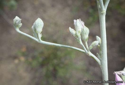 Image of <i>Malacothamnus <i>fasciculatus</i></i> var. fasciculatus