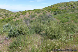 Imagem de Malacothamnus densiflorus (S. Wats.) Greene