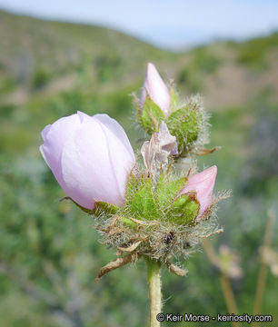 Imagem de Malacothamnus densiflorus (S. Wats.) Greene