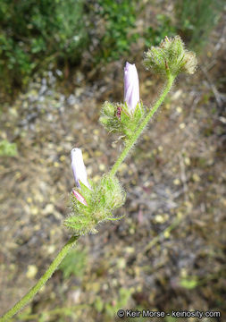 Imagem de Malacothamnus densiflorus (S. Wats.) Greene