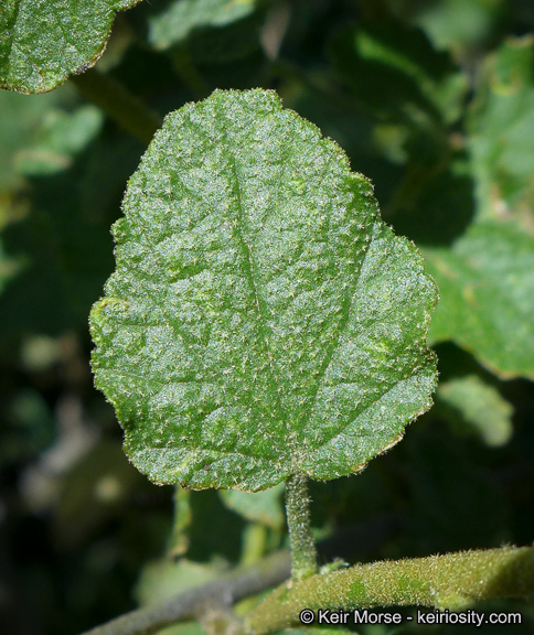 Image of yellowstem bushmallow