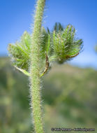 Sivun Malacothamnus densiflorus (S. Wats.) Greene kuva