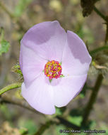 Imagem de Malacothamnus densiflorus (S. Wats.) Greene