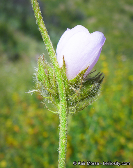 Imagem de Malacothamnus densiflorus (S. Wats.) Greene