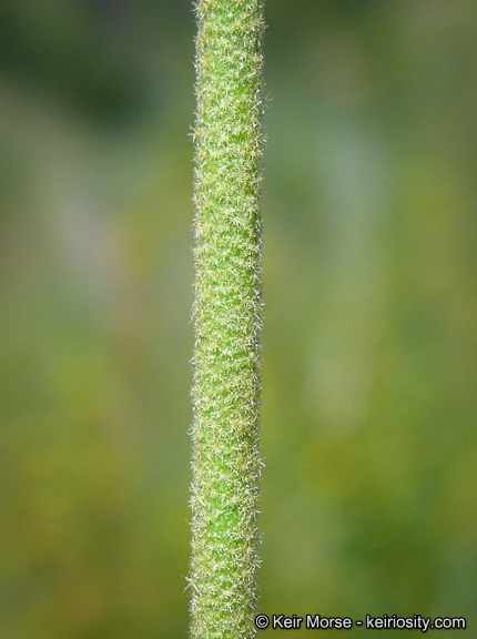 Imagem de Malacothamnus densiflorus (S. Wats.) Greene