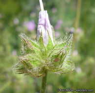 Image of yellowstem bushmallow