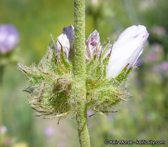 Image of yellowstem bushmallow