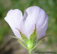 Image of yellowstem bushmallow