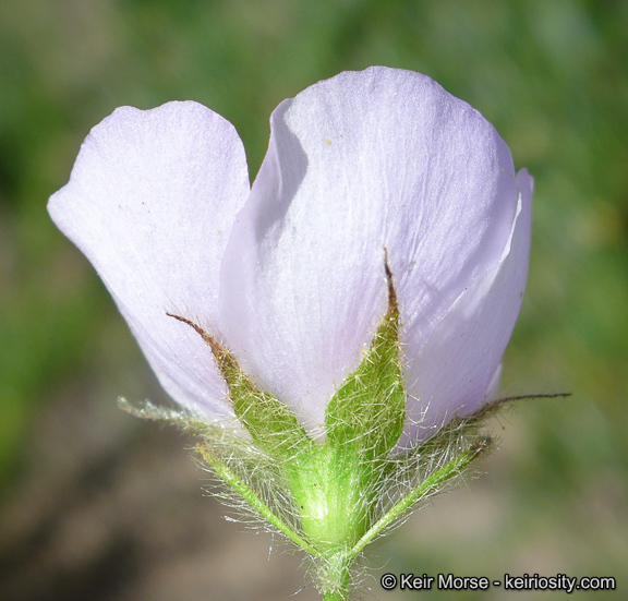 Image of yellowstem bushmallow