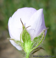 Image of yellowstem bushmallow