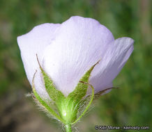 Image of yellowstem bushmallow