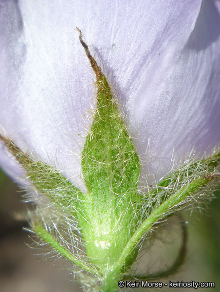 Image of yellowstem bushmallow