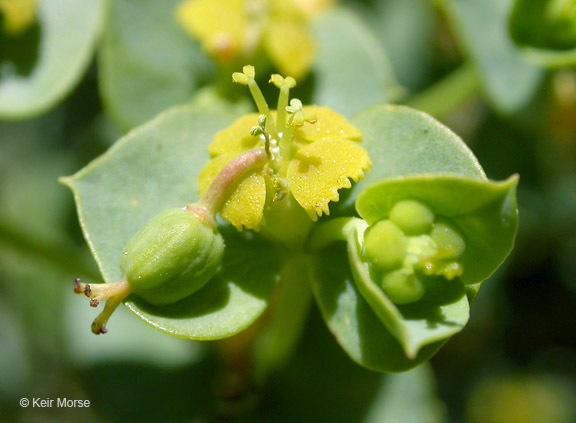 Euphorbia schizoloba Engelm. resmi