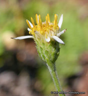 Image of roughleaf aster