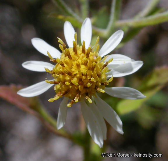 Image of roughleaf aster