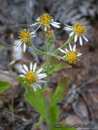 Image of roughleaf aster