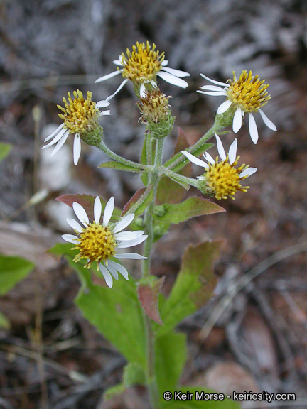 Image of roughleaf aster