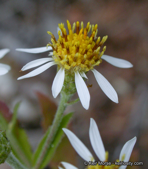 Image of roughleaf aster