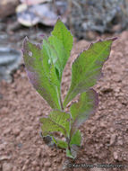 Image of roughleaf aster