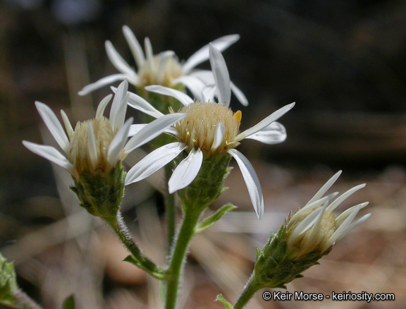 Image of roughleaf aster