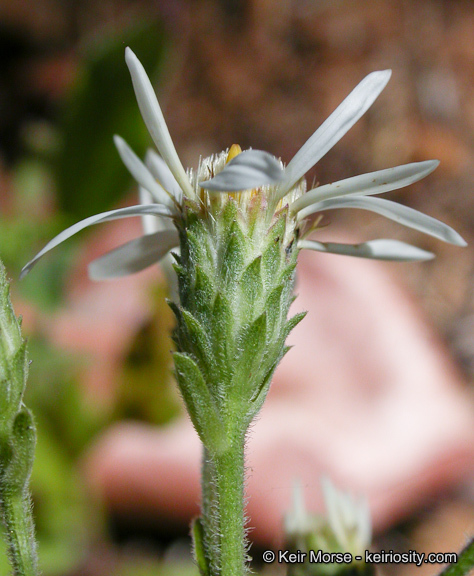 Image of roughleaf aster