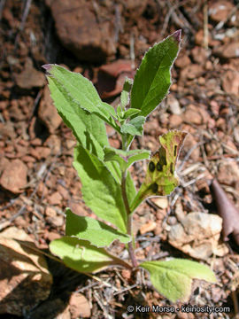 Plancia ëd Eurybia radulina (A. Gray) G. L. Nesom