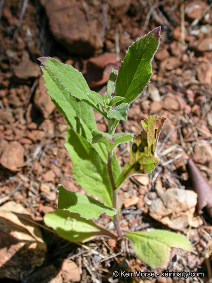 Image of roughleaf aster