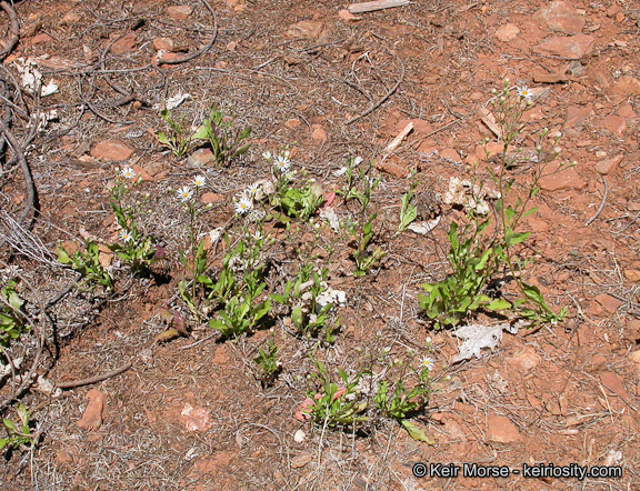 Image of roughleaf aster