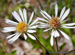 Image of roughleaf aster