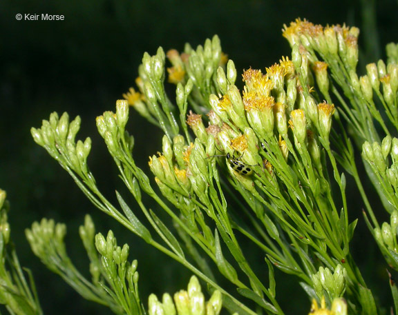 Plancia ëd Euthamia occidentalis Nutt.