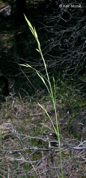 Plancia ëd Festuca californica Vasey