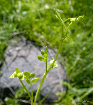 Image of False Mermaidweed